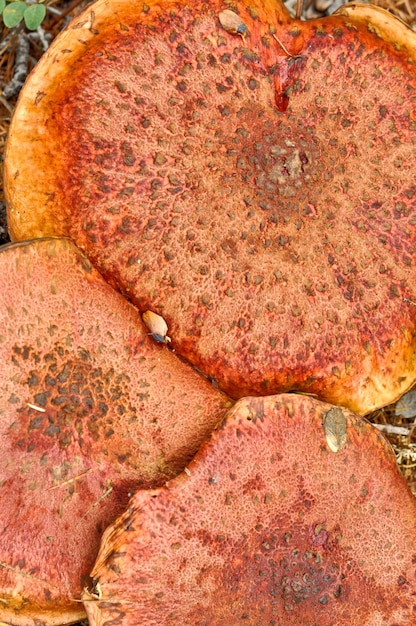 Ungenießbare Pilze in der Taiga