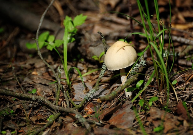 Ungenießbarer Pilz im Wald an einem sonnigen Maimorgen