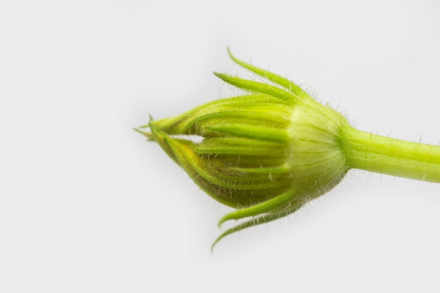 Ungeöffnete Knospen von Zucchinikürbisblumen auf einem weißen Hintergrund. Überschüssige Knospen unfruchtbarer Blüten werden zur besseren Fruchtbildung von den Pflanzen entfernt