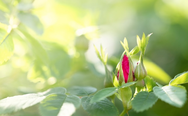 Ungeöffnete rosa Hagebuttenknospen auf einem sonnendurchfluteten. Natürliche Schönheit der Natur. Selektiver Fokus auf Knospen. Kopieren Sie Platz für Text.