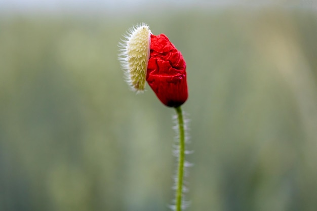 Ungeöffnete rote Mohnblume auf einem Gebiet