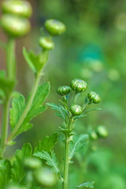 Ungeöffnetes Chrysanthemenknospen-Nahaufnahmefoto