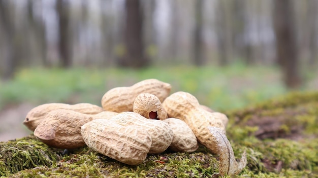 Ungeschälte ganze rohe Erdnüsse in braunen Schalen in der Schalenstruktur auf einem schönen natürlichen Hintergrund im Wald liegen auf einem Haufen auf einem Baum im Freien an einem sonnigen Sommertag.