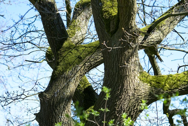 Ungewöhnlicher Baum mit Moos bedeckt