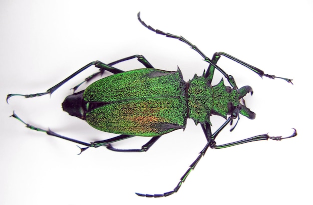 Ungewöhnlicher metallisch grün schillernder Bockkäfer Psalidognathus friendi weiblich isoliert auf weiß.