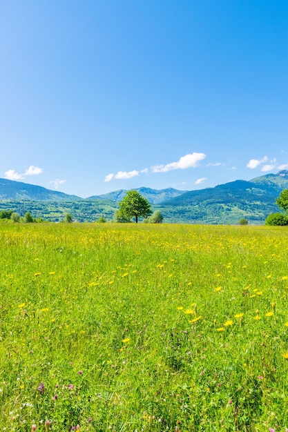 Ungewöhnlicher Plavsee inmitten der malerischen Berggipfel Montenegros