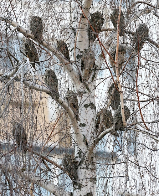 Ungewöhnliches Tagesfoto einer langohrigen Eule, die auf einem Baum im Zentrum der Stadt ruht.