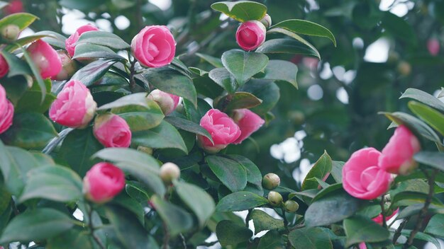 Unglaublich schöne Kamelie im Frühlingsgarten rosa japanische Kamelieblüte mit grünen Blättern