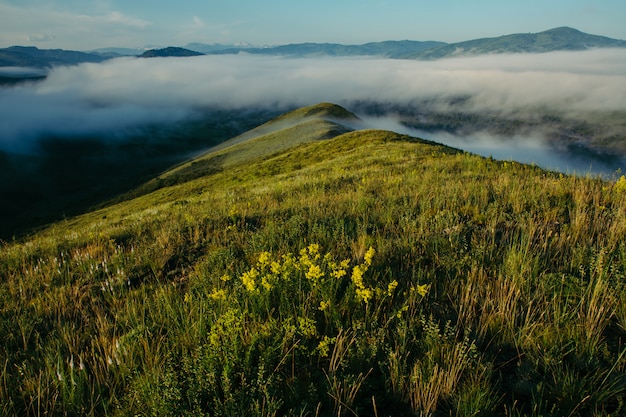 Unglaublich schöne Nebellandschaft auf blühenden Hügeln.