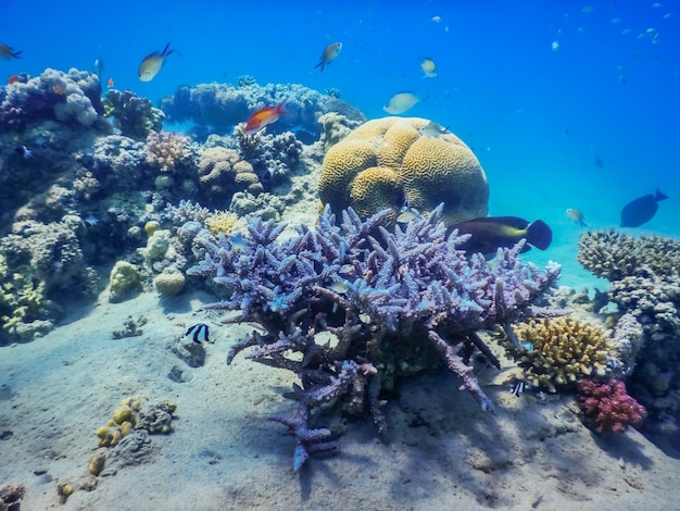 Unglaublich schöne verschiedene Korallen im Roten Meer im Urlaub