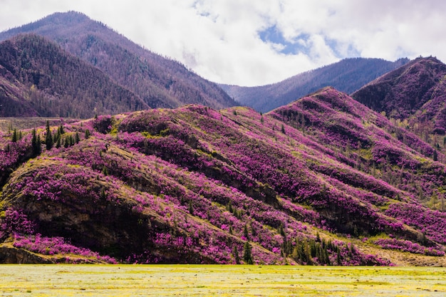 Unglaubliche Aussicht auf das Altai-Tal mit Hügeln, die mit lila Blüten von Maralnik bedeckt sind