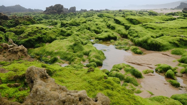 Unglaubliche Felsen voller Algen am Strand von Arnía