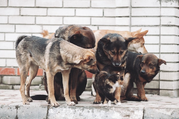 Unglaubliche Freundschaft zwischen Katzen- und Hundebekanntschaft und Interesse an einem neuen Freund