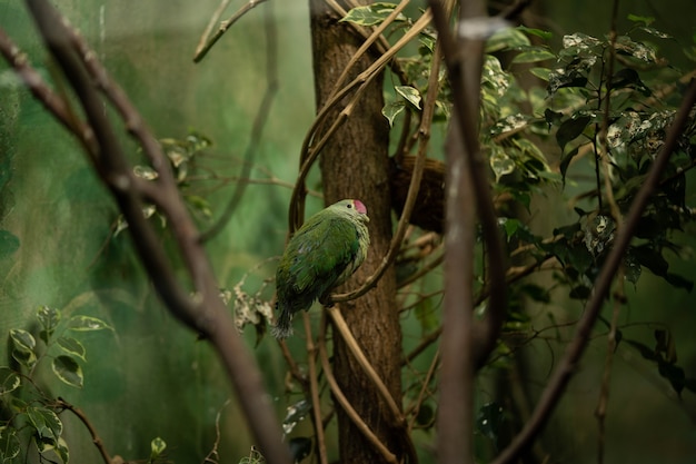 unglaubliche grüne Vogelbeobachtung mit interessiertem Blick