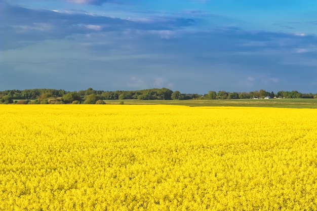 Unglaubliche Landschaft mit einem gelben Rettichfeld an einem sonnigen Tag gegen den blauen Himmel mit Wolken.