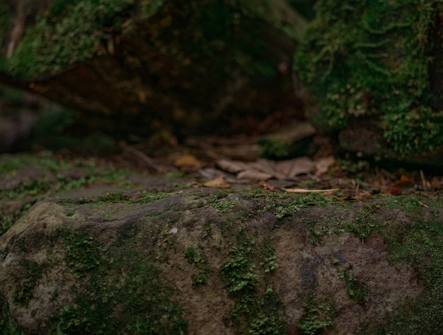 Unglaublicher Stein im Wald. natürliche Zusammensetzung