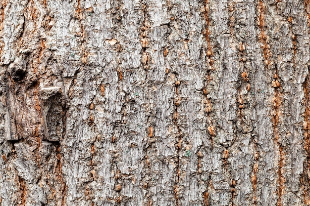 Ungleichmäßige Rinde am alten Stamm des Boxelder-Ahornbaums