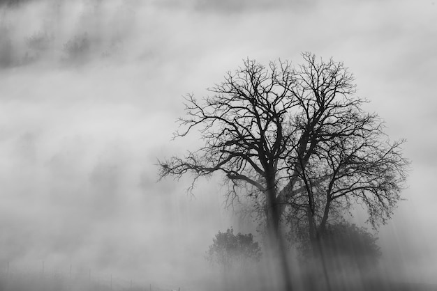 Única árvore na bela neblina ensolarada ao nascer do sol, plano de fundo natural com raios de sol através da névoa