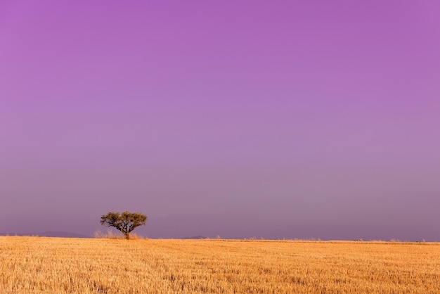 única árvore no campo de trigo colhido no céu roxo no fundo
