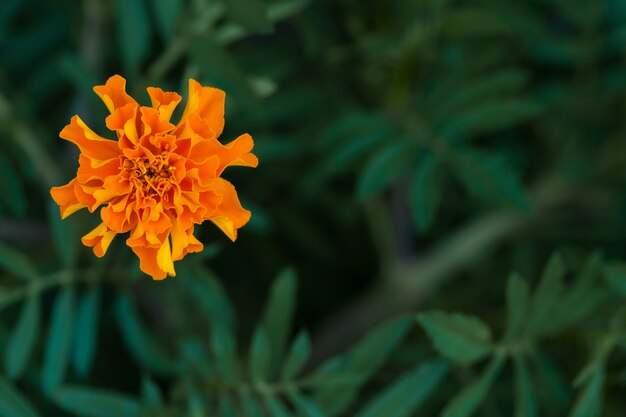 Única flor de calêndula grande no jardim, vista superior