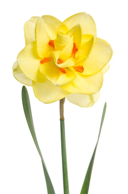 Única flor de narciso amarelo