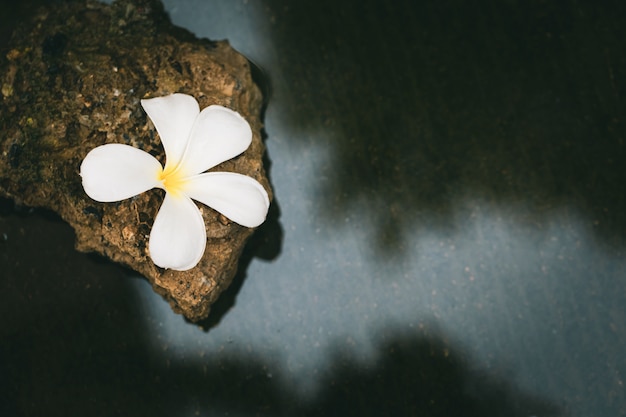 Única flor plumeria em pedras com água