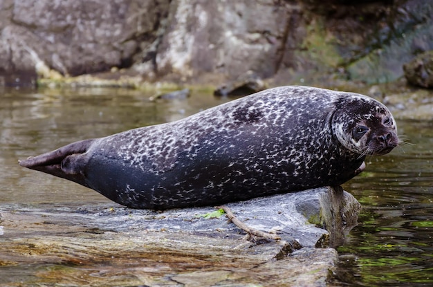 Única foca apoiada na rocha, fundo natural de animal