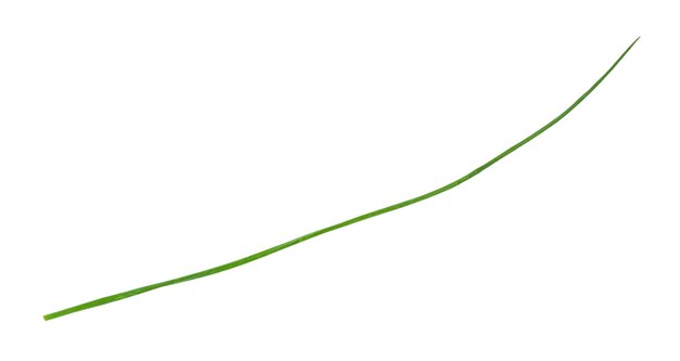 Única folha verde de cebolinha isolada em branco