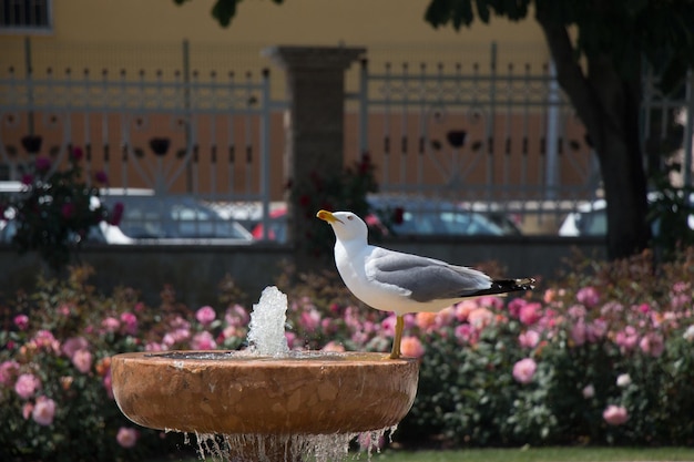 Única gaivota no parque com rosas