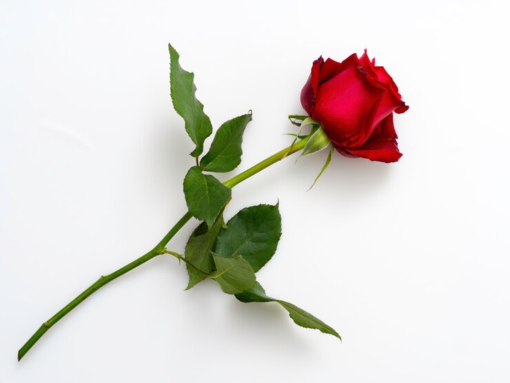 Única linda rosa vermelha em branco