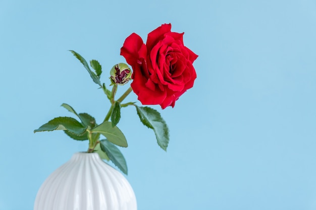 Única rosa vermelha em vaso de cerâmica cinza sobre fundo azul com espaço de cópia.