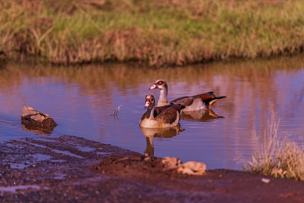 La única vida silvestre del mundo, el Parque Nacional de Nairobi, la capital de Kenia, el paisaje de Savan, en el este de África.