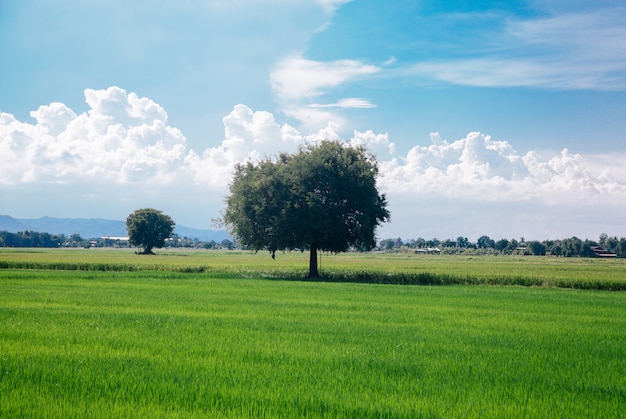 El único árbol en el campo.