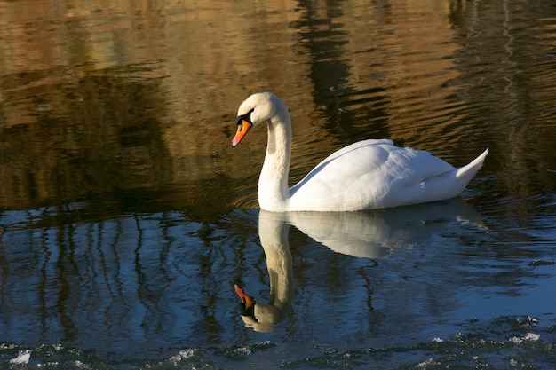 Único cisne branco no rio no inverno