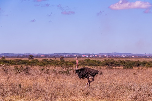 El único mundo de avestruz macho Vida silvestre Capital Parque Nacional de Nairobi Kenia África Oriental Paisaje Sabana