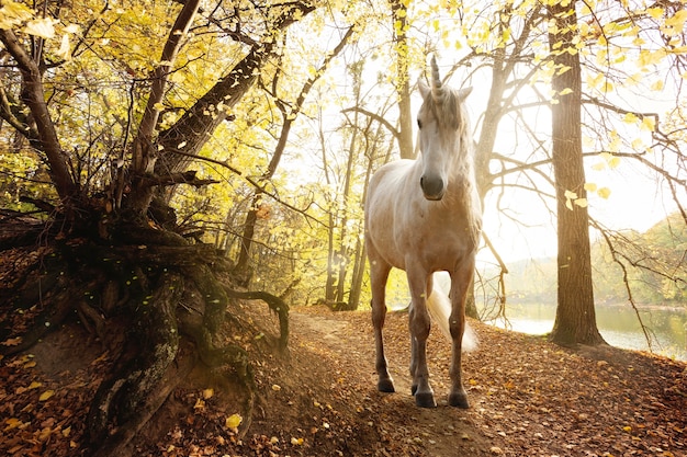 Unicórnio branco ao ar livre na floresta