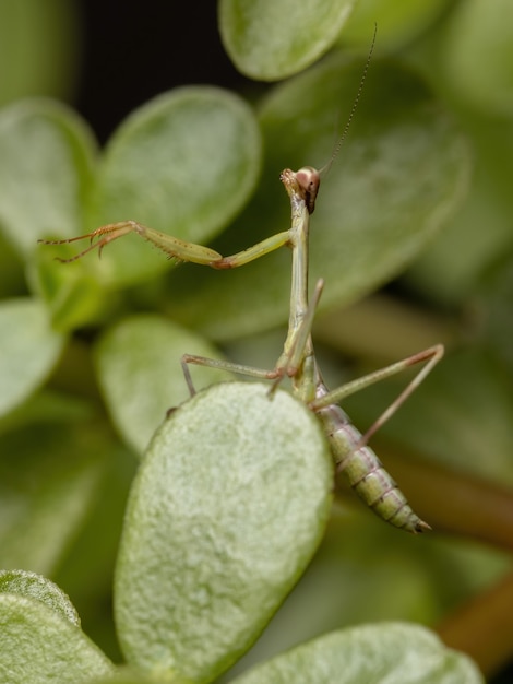 Unicornio Mantis Ninfa del género Stagmatoptera