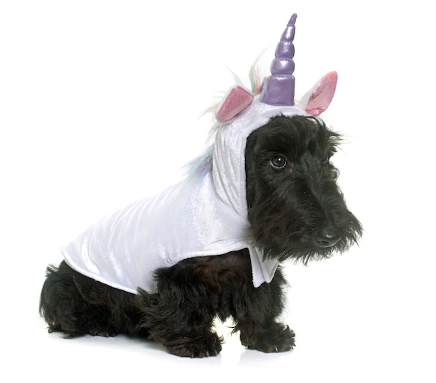 unicornio de terrier escocés joven