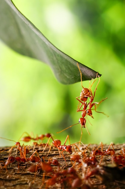 Unidad de hormigas, Equipo de unidad de puente de hormigas, Las hormigas ayudan a llevar comida, El equipo conceptual trabaja juntos. hormigas rojas