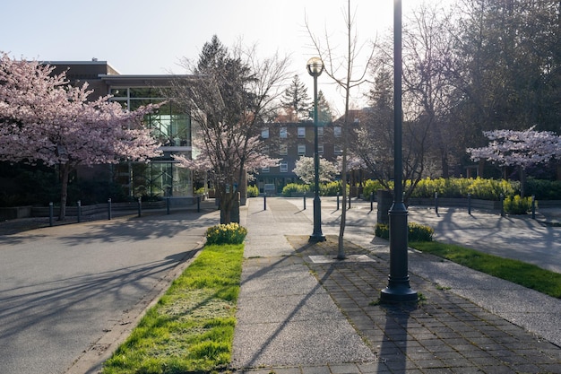 University of British Columbia UBC-Campus Kirschblüte