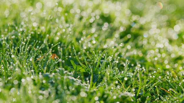 Unklarer Gras-Hintergrund mit Wassertropfen Taustropfen auf grünem Gras üppiges Laub Wiese unter warmem