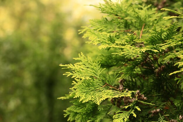 Unklarer natürlicher Hintergrund aus grüner Tanne