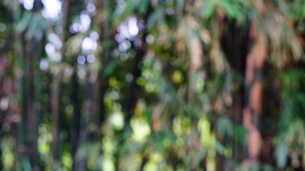 Unklares Bild der Natur auf einem Berg mit vielen Bäumen für einen Zoom-Meeting-Hintergrund