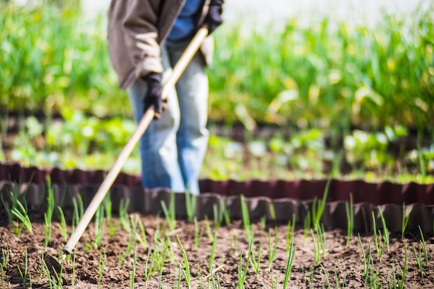 Unkrautbeete mit Agricultura-Pflanzen, die im Garten wachsen Unkrautbekämpfung im Garten Kulturland in der Nähe Landwirtschaftliche Arbeit auf der Plantage