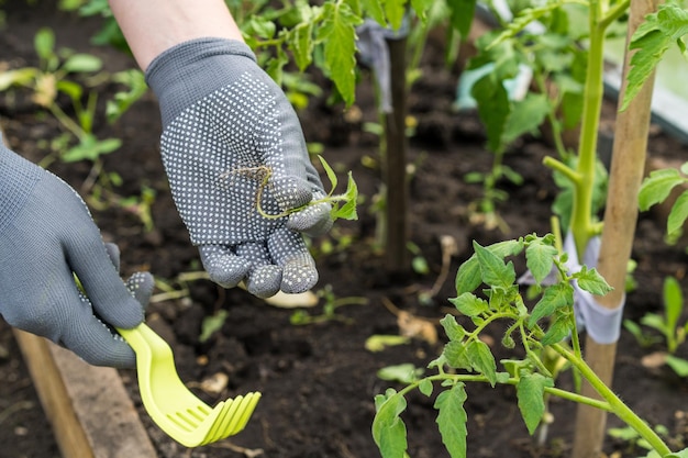 Foto unkrautbeseitigung im garten pflege und gemüseanbau im gewächshaus anbau von pflanzen