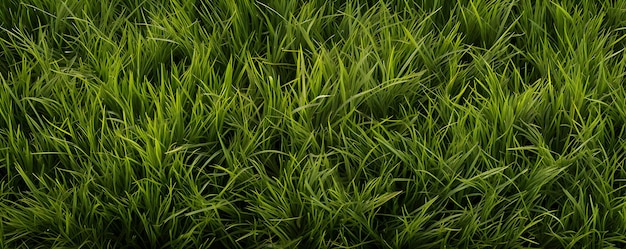 Unkrautfarbener Rasen mit Grasstruktur
