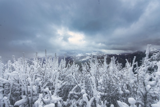 Unmittelbar nach Schneefall wieder auf den Zweigen der Pflanzen