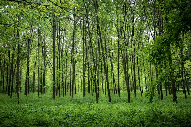 Unpassierbarer junger Wald