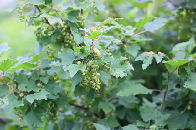 Unreife Beeren der schwarzen Johannisbeere im Sommergarten