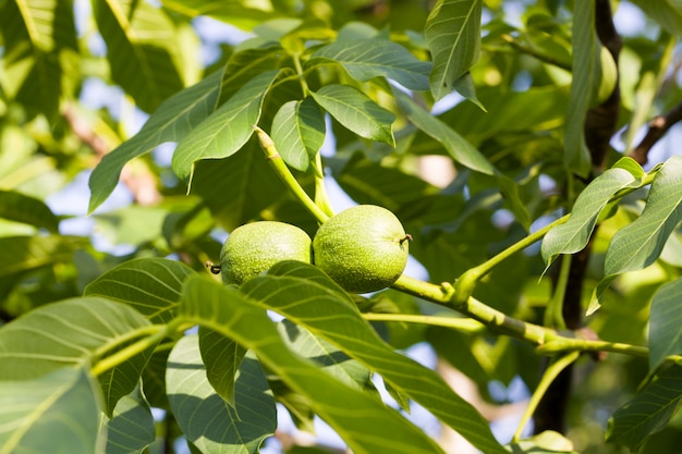 Unreife Ernte von Walnüssen auf Ästen im Frühjahr, Nahaufnahme von Nüssen auf einer organischen Plantage, Sommer